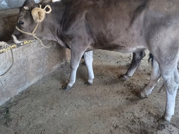 雄牛, Swiss cattle