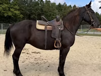 Stute, Percheron — Foto 5