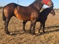 Hengst, Percheron — Foto 2