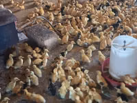 Ducks — photo 5