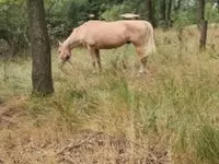 Jument, Chevaux — photo 2