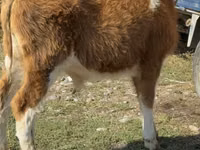 Banteng, Simmental cattle — foto 6