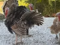 Turkeys — 写真 3