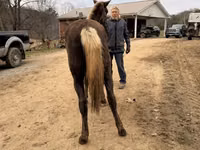 Yegua, Rocky Mountain Horse — foto 2