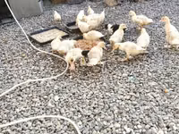 American Pekin — photo 5