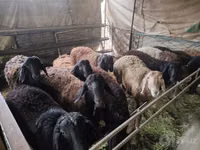 Domba jantan, Edilbay sheep — foto 5