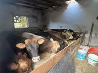 सांड, लाल-धब्बेदार नस्ल — फ़ोटो 3