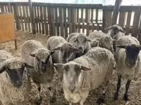 Brebis, Moutons — photo 2