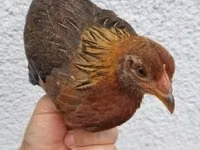 Chickens — photo 1