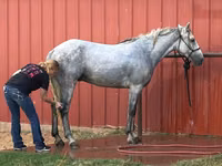 Caballo, Tennessee Walking Horse — foto 3