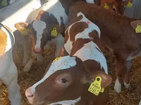 牛（ロット、性別未指定）, Simmental cattle — 写真 1