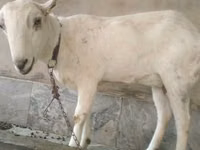 Cabras (lote, sexo no especificado), Barbari goats — foto 3