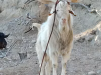 Chèvre, Irish goat — photo 3