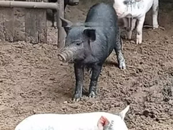雄豚, 