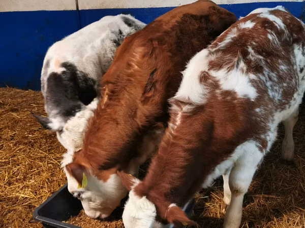Bulle, Simmental cattle