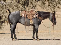 Hengst, Quarter Horse — Foto 5