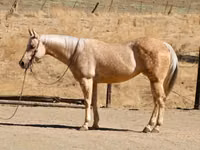 فرس, Quarter Horse — الصورة 2