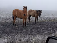 Jument, Bashkir horse — photo 1