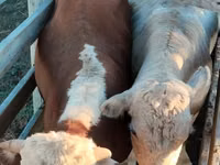 Toro, Raza Auliékol — foto 1