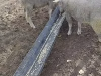 公羊, Ile-de-France sheep — 照片 1