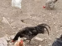 Gallo de pelea de fosa australiano — foto 4