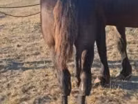حصان, Percheron — الصورة 2
