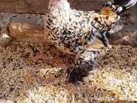 gallina danesa — foto 2