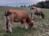 بقرة, Aubrac cattle — الصورة 1