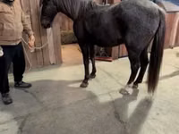 حصان, Palomino — الصورة 5