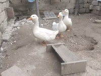 Pekin Jerman — foto 1