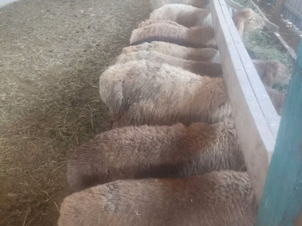 Sheep, Sheep