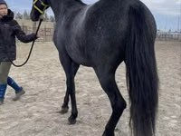 घोड़ी, Friesian — फ़ोटो 6