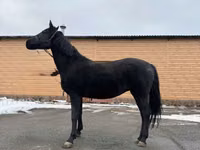 Kuda betina, Akhal-Teke — foto 3