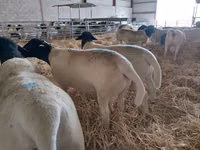 Widder, Dorper sheep — Foto 2