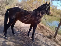حصان, Karabair horse — الصورة 4