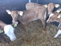 Banteng, Simmental cattle — foto 1