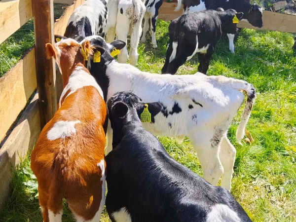 मवेशी (लॉट, लिंग निर्दिष्ट नहीं), Russian Black pied cattle