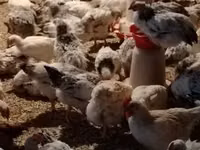 Chickens — 写真 3