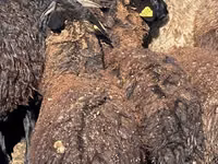 Moutons (lot, sexe non indiqué), Karachay sheep — photo 4