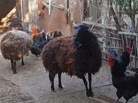 雌羊, Karabakh sheep — 写真 3