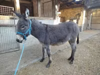 Cheval, Chevaux — photo 3