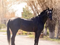 Kuda jantan, Thoroughbred horse — foto 3