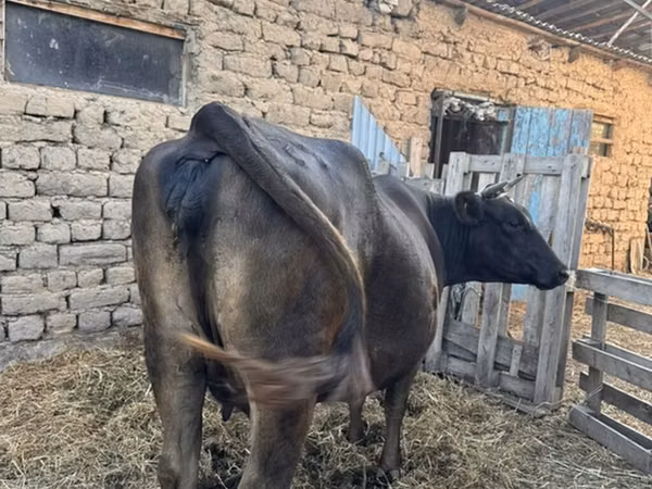 Vaca, Swiss cattle