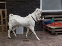 Ziegenbock, Gulabi goats — Foto 1