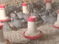 Серо-крапчатая — фото 4