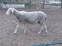 Brebis, Lacaune sheep — photo 2
