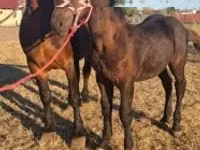 Hengst, Percheron — Foto 3