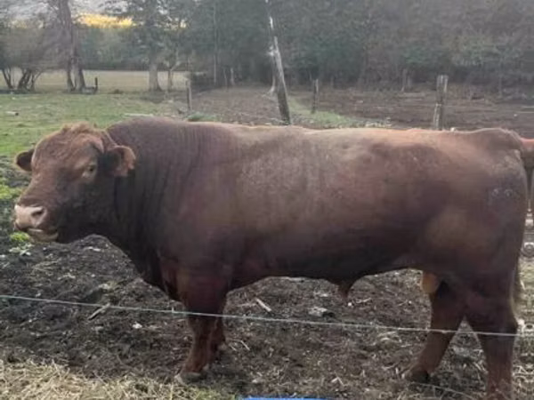 Bull, Aberdeen-Angus
