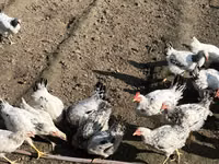 Chickens — Foto 4