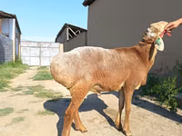 Widder, Agin sheep — Foto 4